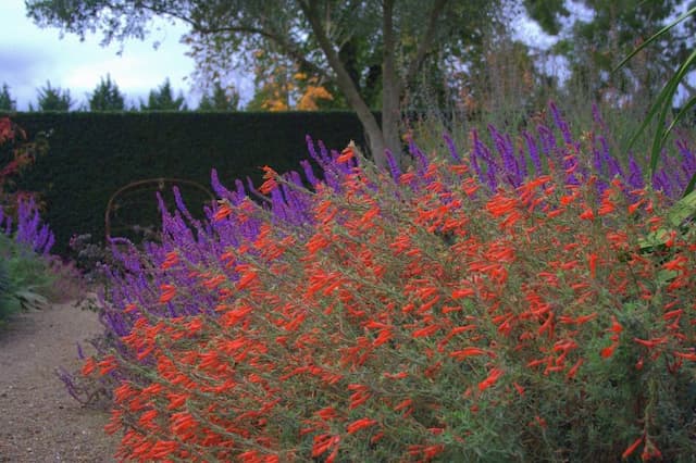 California fuchsia 'Western Hills'