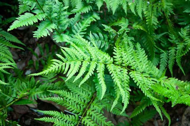Southern wood fern