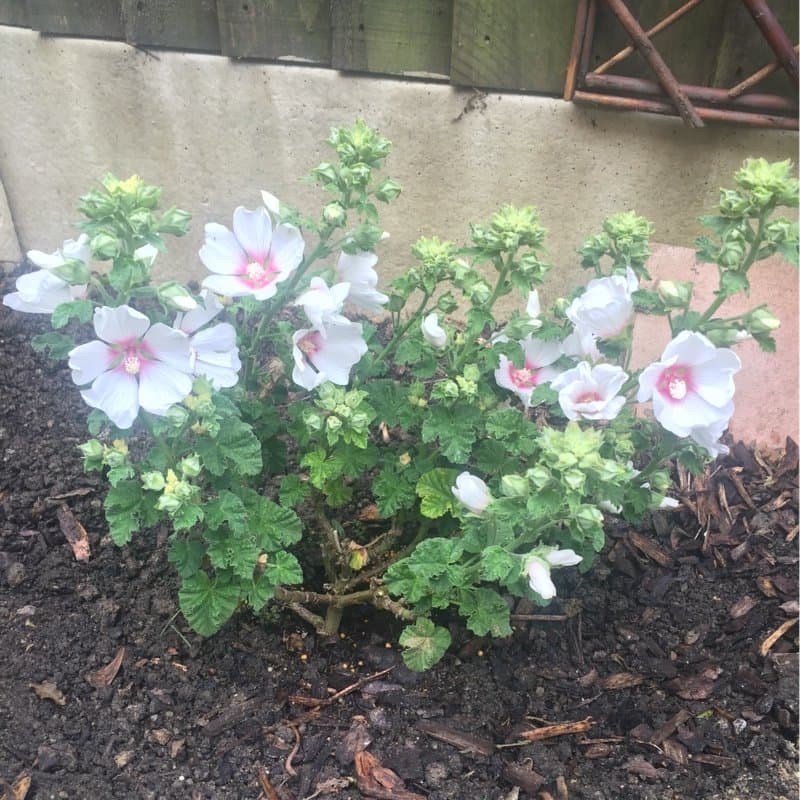 Lavatera 'Mary Hope'