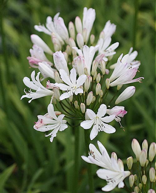 African lily 'Strawberry Ice'