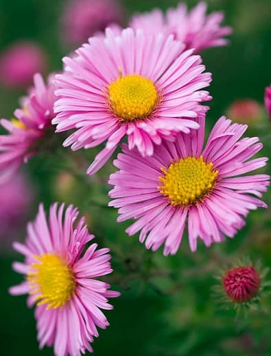 New England aster 'Rosa Sieger'