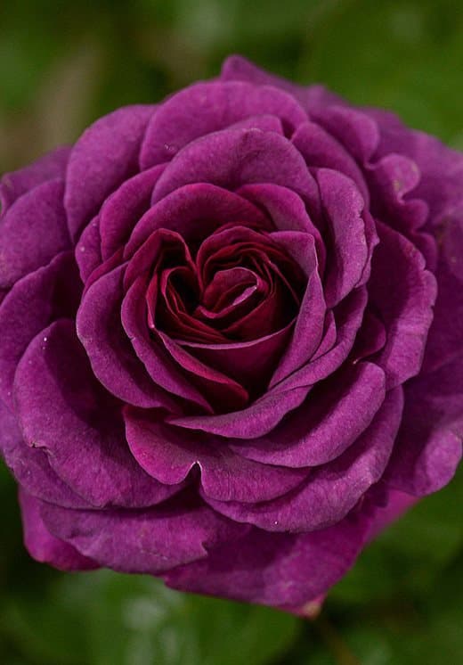 Rosa 'Noa38121'