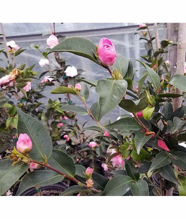 Camellia 'Champêtre Sweet Jane'