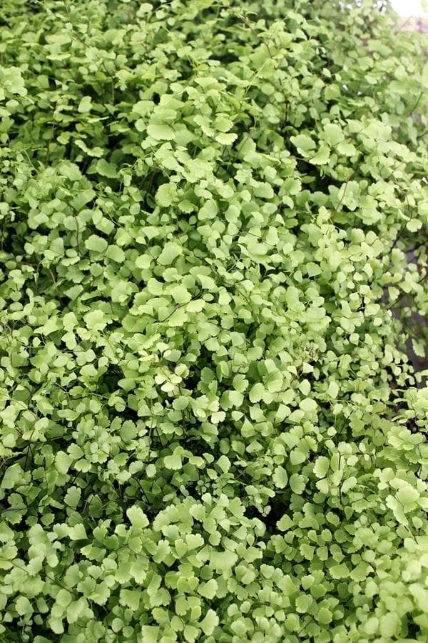 Mairis maidenhair fern