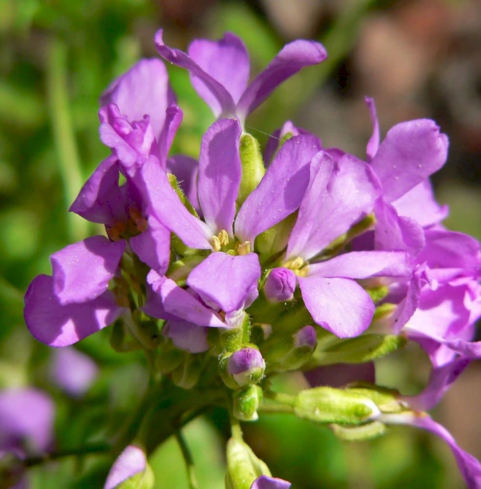 rosy-flowered rock cress