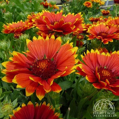 Gaillardia 'Sunset Flash'