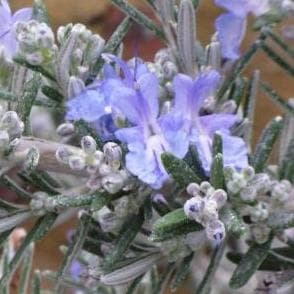 Rosmarinus officinalis (Prostratus Group) 'Whitewater Silver'