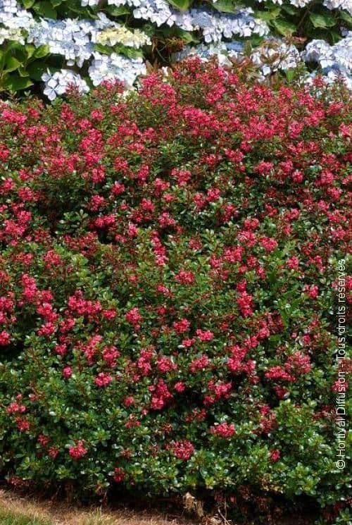 Escallonia 'Red Dream'