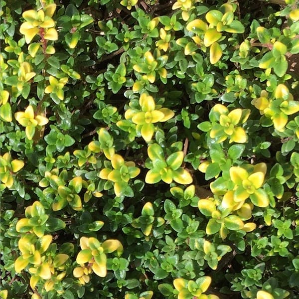 creeping thyme 'Goldstream'