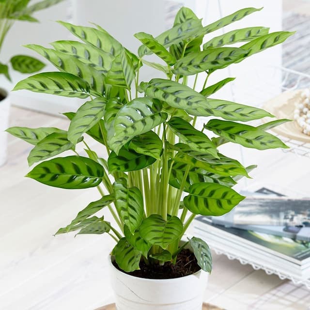 Elegant Calathea