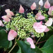 pink Japanese hydrangea vine