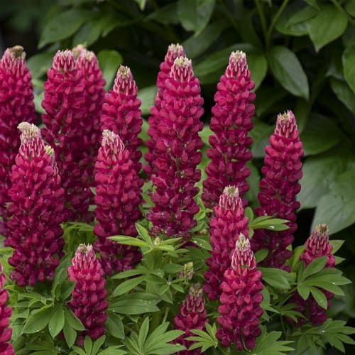 Lupin 'Gallery Red'