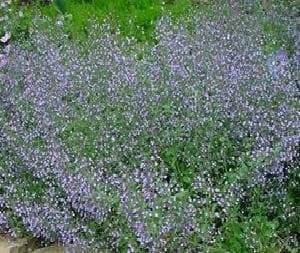 Lesser calamint 'Blue Cloud'