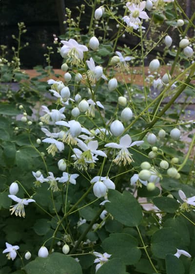 Chinese meadow rue 'Album'