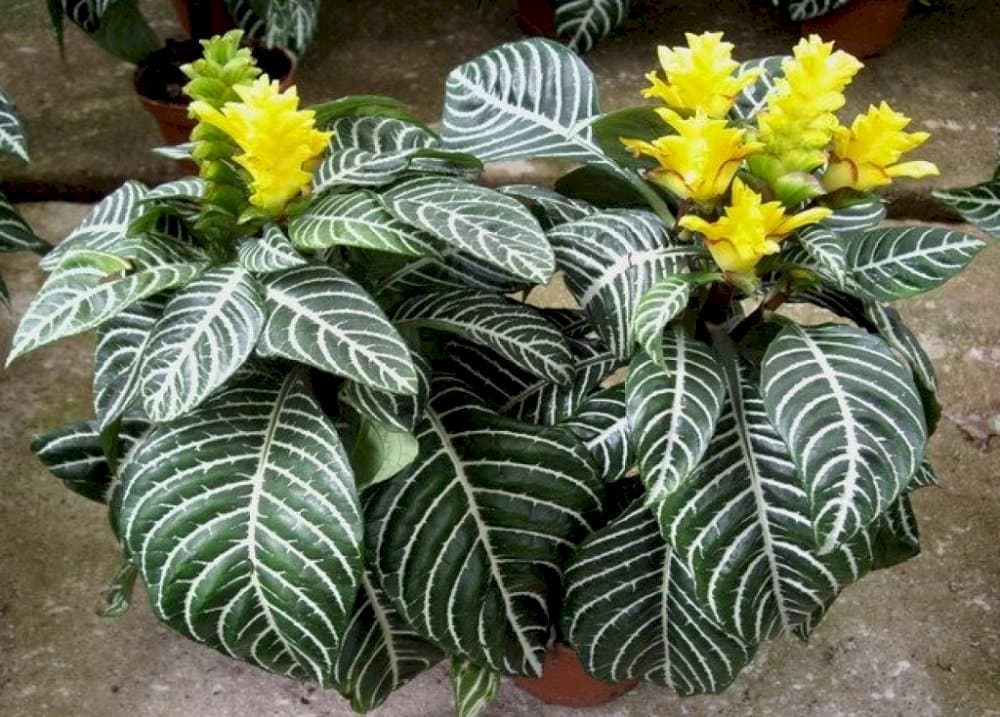 zebra plant 'Louisae'