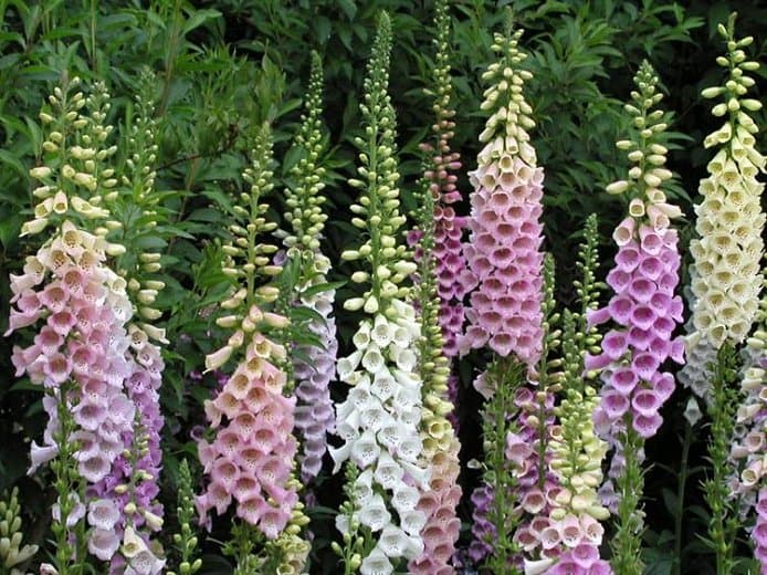 Foxglove