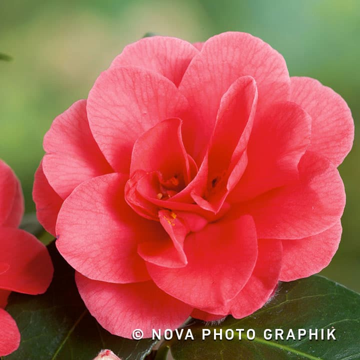 camellia 'Mary Williams'