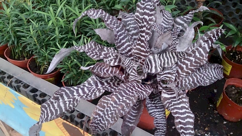 zebra plant