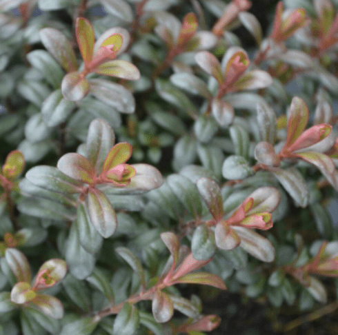 Veronica 'Lowglo'