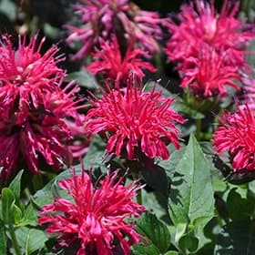 Scarlet Beebalm 'Balbalmose'