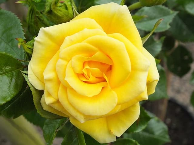 Rose [Flower Power Gold]