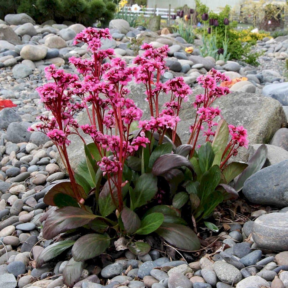 Bergenia 'Dragonfly Sakura'