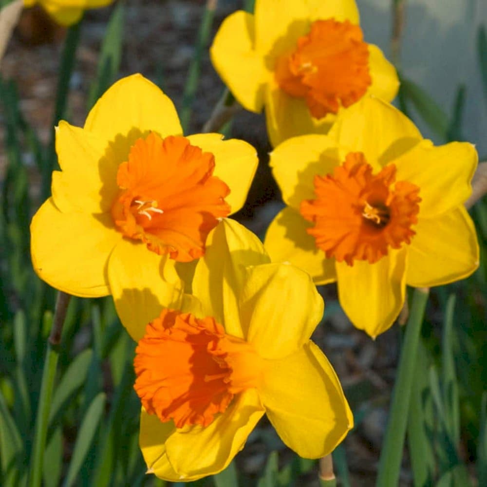 daffodil 'Pimpernel'