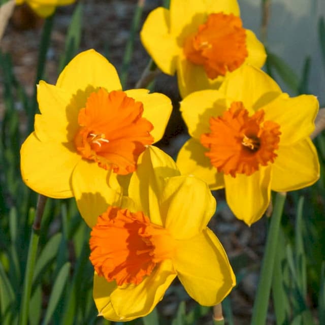 Daffodil 'Pimpernel'