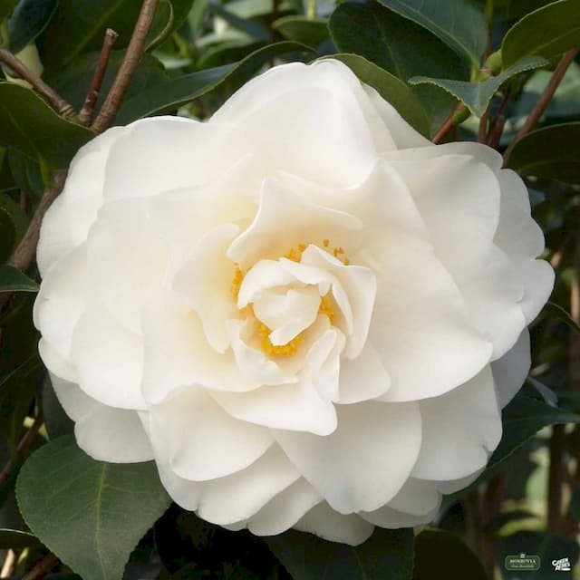 Japanese Camellia 'Swan Lake'