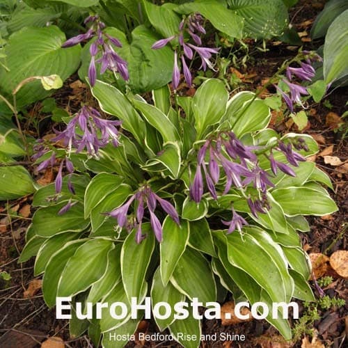 plantain lily 'Bedford Rise and Shine'