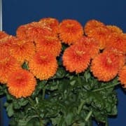 chrysanthemum 'Chestnut Talbot Parade'