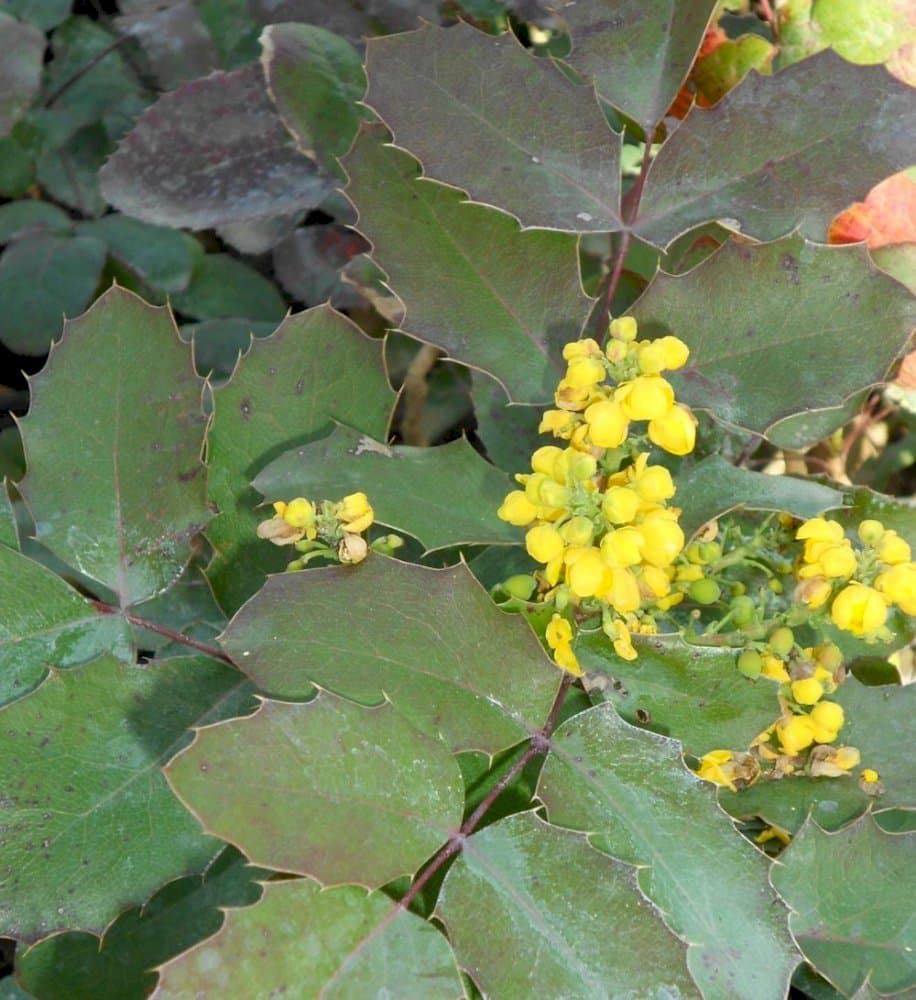 creeping-rooted barberry