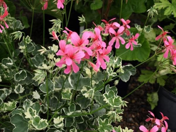 Pelargonium 'Duke of Edinburgh'