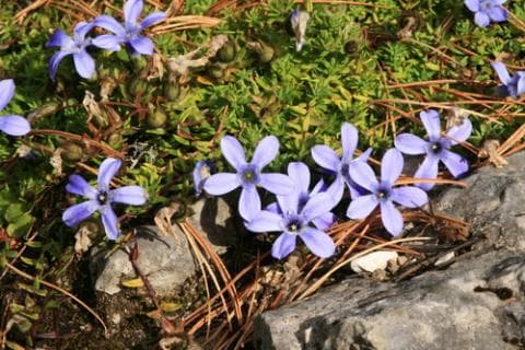 Small-leaved bluebell-flower