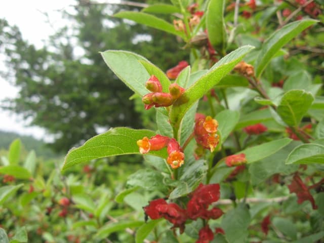 Californian honeysuckle