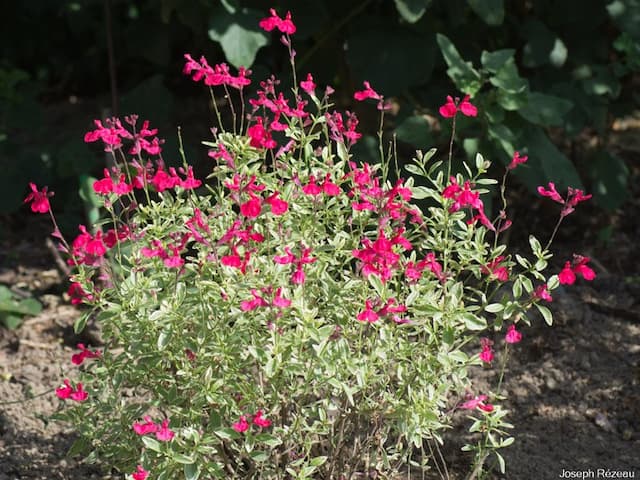 Autumn Sage 'Caramba'