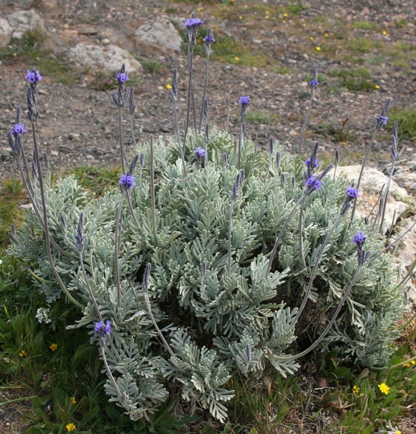 Fernleaf Lavender