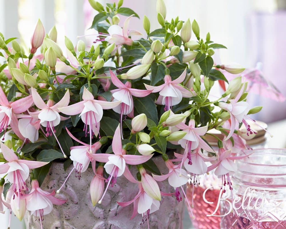 Fuchsia 'Bella Sophia'