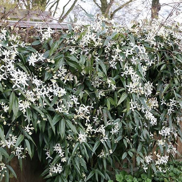 clematis 'Snowdrift'