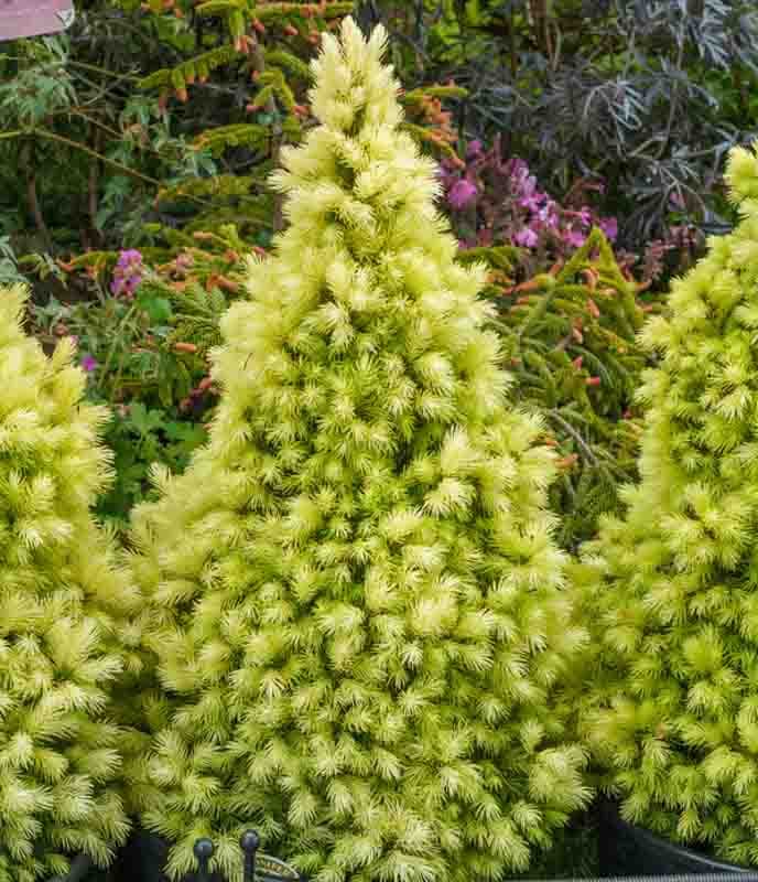 White Spruce 'J.w. Daisy's White'