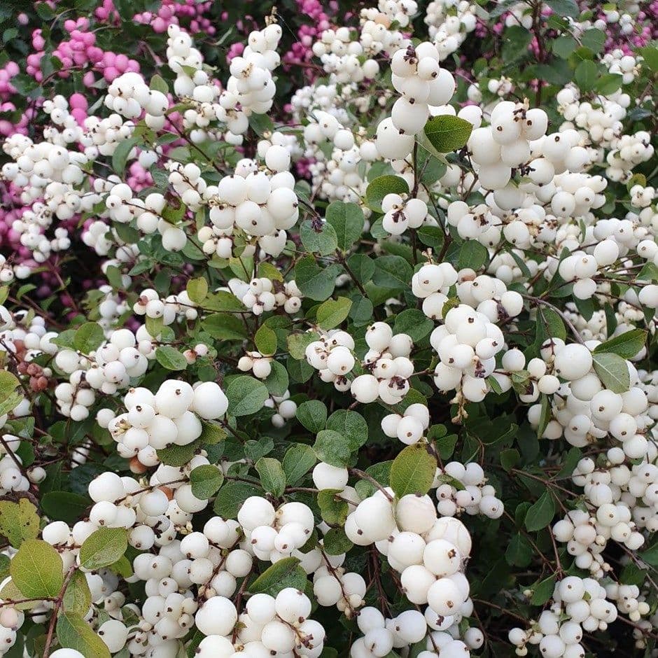 Snowberry