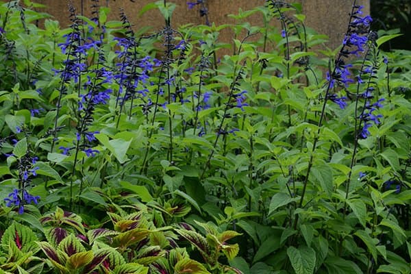 Anise-scented sage