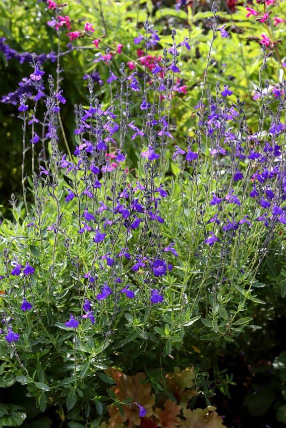 Sage 'Blue Note'