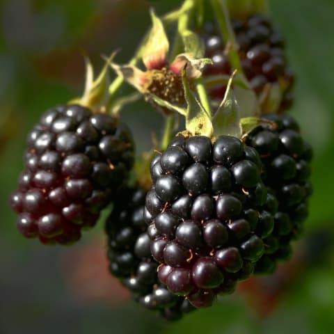 Blackberry 'Reuben'