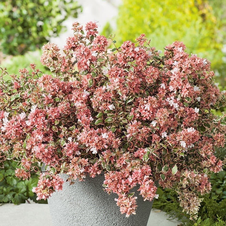 Abelia Magic Daydream