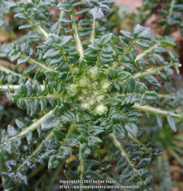 Morisia 'Fred Hemingway'