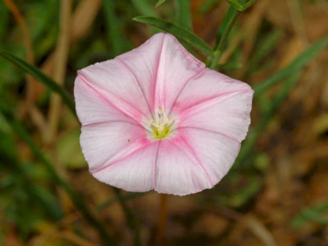 Cantabrian bindweed