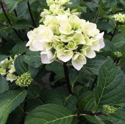 Mophead Hydrangea 'Zebra'