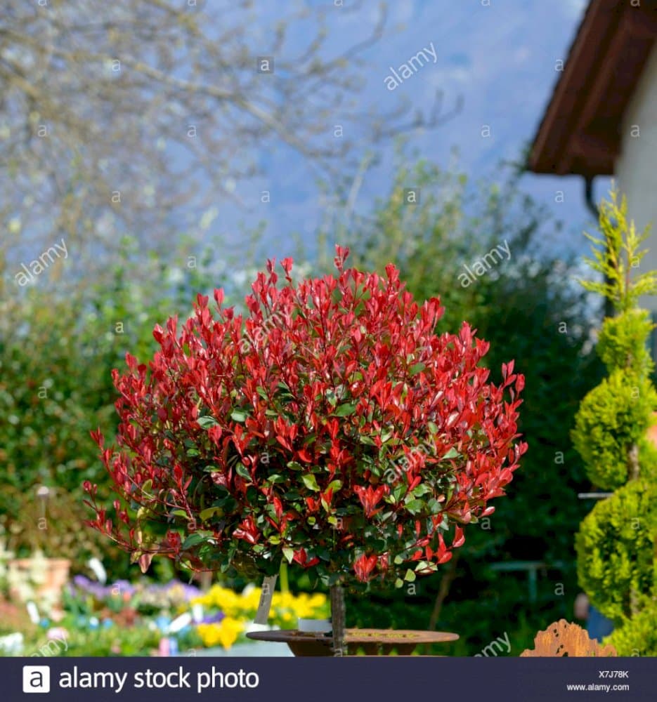 Christmas berry 'Little Red Robin'