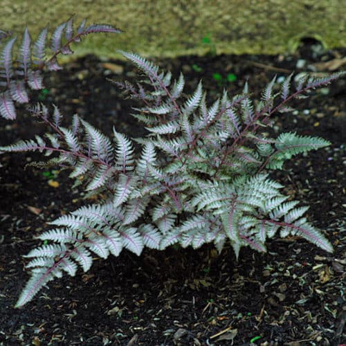 painted fern